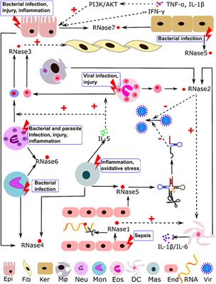 Immune Modulation by Human Secreted RNases at the Extracellular Space